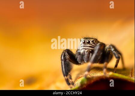 Black Jumper (Evarcha arcuata, jumping spider) crawling on a dry leaf. Close-up image of a spider, macro, colorful background. Stock Photo