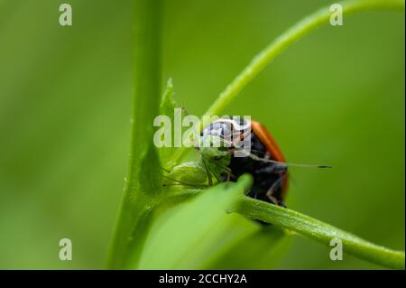 Ladybug (Coccinella septempunctata) eating its prey, which is an aphid. Macro, close up. Stock Photo