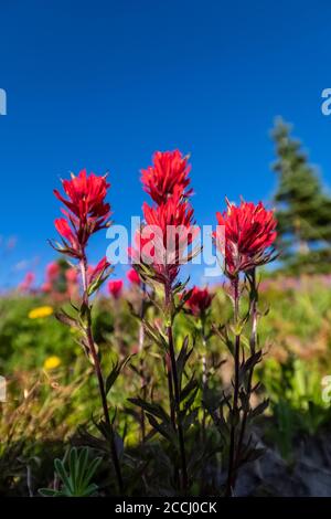 Indian Paintbrush, Castilleja miniata,  flowering in a meadow along the Pacific Crest Trail in the Goat Rocks Wilderness, Gifford Pinchot National For Stock Photo