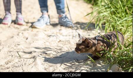 Burma cat with leash walking outside in summer, collared pet wandering outdoor adventure. Playful Burmese cat wearing harness and its owner on beach,