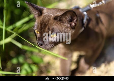 Burmese cat with leash walking outside, collared pet wandering outdoor adventure and sniffing plants. Burma cat wearing harness goes on beach in summe Stock Photo