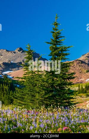 Subalpine meadow with Mountain Hemlocks and wildflowers along the Pacific Crest Trail in the Goat Rocks Wilderness, Gifford Pinchot National Forest, W Stock Photo