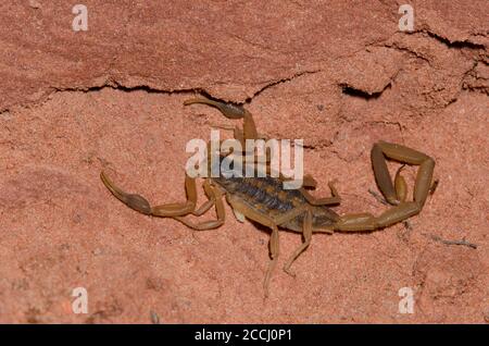 Striped Bark Scorpion, Centruroides vittatus Stock Photo