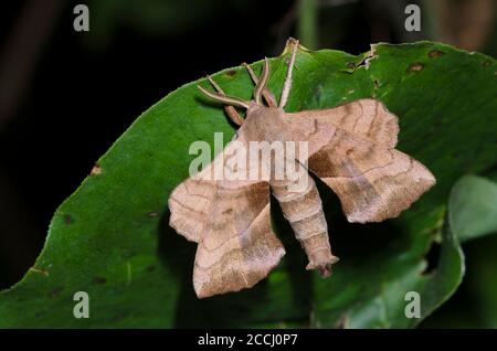 Walnut Sphinx, Amorpha juglandis Stock Photo