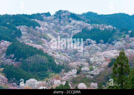 Nara, Japan - Cherry blossoms at Nakasenbon area in Mount Yoshino, Nara, Japan. Mt Yoshino is part of UNESCO World Heritage Site. Stock Photo