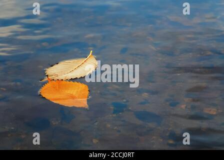 two yellow autumn fallen leaves in water Stock Photo