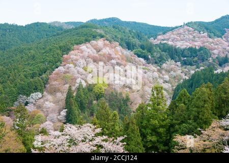 Nara, Japan - Cherry blossoms at Nakasenbon area in Mount Yoshino, Nara, Japan. Mt Yoshino is part of UNESCO World Heritage Site. Stock Photo