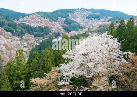 Nara, Japan - Cherry blossoms at Nakasenbon area in Mount Yoshino, Nara, Japan. Mt Yoshino is part of UNESCO World Heritage Site. Stock Photo