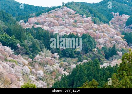 Nara, Japan - Cherry blossoms at Nakasenbon area in Mount Yoshino, Nara, Japan. Mt Yoshino is part of UNESCO World Heritage Site. Stock Photo