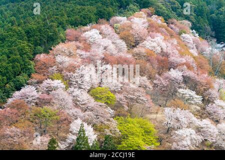 Nara, Japan - Cherry blossoms at Nakasenbon area in Mount Yoshino, Nara, Japan. Mt Yoshino is part of UNESCO World Heritage Site. Stock Photo