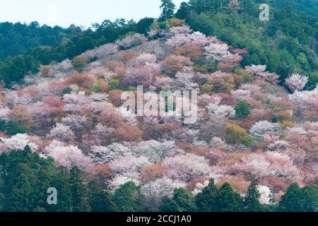 Nara, Japan - Cherry blossoms at Nakasenbon area in Mount Yoshino, Nara, Japan. Mt Yoshino is part of UNESCO World Heritage Site. Stock Photo