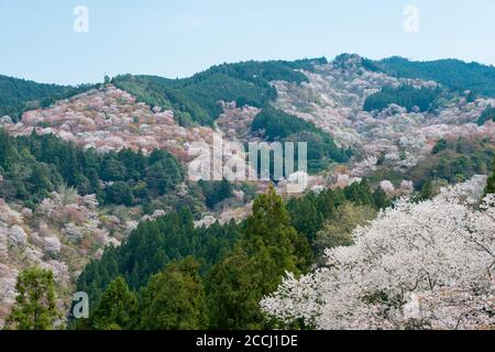 Nara, Japan - Cherry blossoms at Nakasenbon area in Mount Yoshino, Nara, Japan. Mt Yoshino is part of UNESCO World Heritage Site. Stock Photo