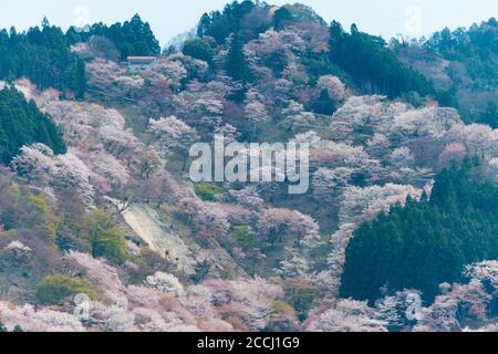 Nara, Japan - Cherry blossoms at Nakasenbon area in Mount Yoshino, Nara, Japan. Mt Yoshino is part of UNESCO World Heritage Site. Stock Photo