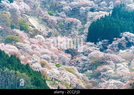 Nara, Japan - Cherry blossoms at Nakasenbon area in Mount Yoshino, Nara, Japan. Mt Yoshino is part of UNESCO World Heritage Site. Stock Photo