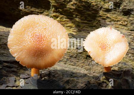 Brown mushrooms on decayed wood. Stock Photo