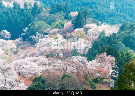 Nara, Japan - Cherry blossoms at Nakasenbon area in Mount Yoshino, Nara, Japan. Mt Yoshino is part of UNESCO World Heritage Site. Stock Photo