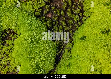 Lush mosses growing on recently melted out wet soil along the Cispus River in the Goat Rocks Wilderness, Gifford Pinchot National Forest, Washington S Stock Photo