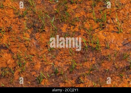 Orange microorganisms, probably algae, on soil that was recently under snowpack in the Cispus Basin of the Goat Rocks Wilderness, Gifford Pinchot Nati Stock Photo