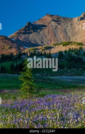 Subalpine wildflower meadow with Mountain Hemlocks, Tsuga mertensiana, and part of Ives Peak behind, along the Pacific Crest Trail in the Goat Rocks W Stock Photo