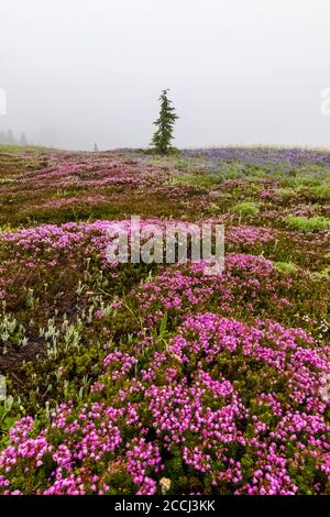 Pink Heather, Phyllodoce empetriformis, in a light rain blooming along the Snowgrass Trail in the Goat Rocks Wilderness, Gifford Pinchot National Fore Stock Photo