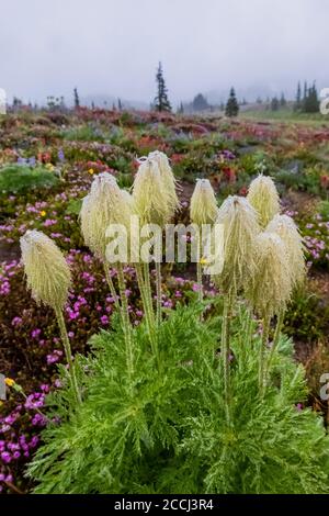 Towhead Baby, Anemone occidentalis, aka Western Pasqueflower, seed heads  after a rainstorm in a wildflower meadow along the Snowgrass Trail in the Go Stock Photo