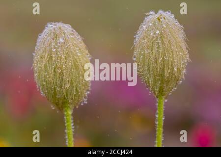 Towhead Baby, Anemone occidentalis, aka Western Pasqueflower, seed heads  after a rainstorm in a wildflower meadow along the Snowgrass Trail in the Go Stock Photo