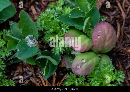 Water drops on leaves along the Snowgrass Trail in the Goat Rocks Wilderness, Gifford Pinchot National Forest, Washington State, USA Stock Photo