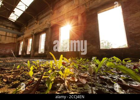 Low angle view of abandoned interior of ancient fort, sunbeam shines through ruined window on green fern growing on concrete floor. Focus on leaves. Stock Photo