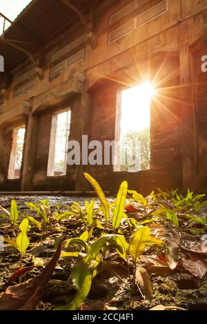 Low angle view of abandoned interior of ancient fort, sunbeam shines through ruined window on green fern growing on concrete floor. Focus on leaves. Stock Photo