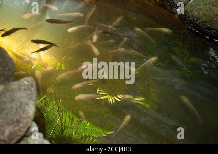 Decorative fish swimming in an artificial tropical pond in a house, sunbeam shines on the pond. Focus on fern leaves reflection on the pond. Stock Photo