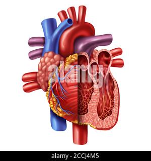 Anatomy of a Human heart cross section from a healthy body isolated on white background as a medical health care symbol of an inner cardiovascular. Stock Photo