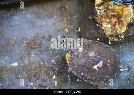 Mississippi turtle eating in aquarium Stock Photo