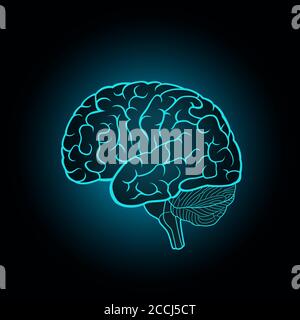 Schematic illustration of human brain on a white background Stock ...