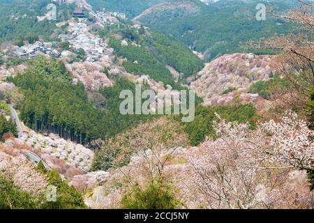 Nara, Japan - Cherry blossoms at Kamisenbon area in Mount Yoshino, Nara, Japan. Mt Yoshino is part of UNESCO World Heritage Site. Stock Photo