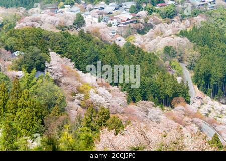 Nara, Japan - Cherry blossoms at Kamisenbon area in Mount Yoshino, Nara, Japan. Mt Yoshino is part of UNESCO World Heritage Site. Stock Photo