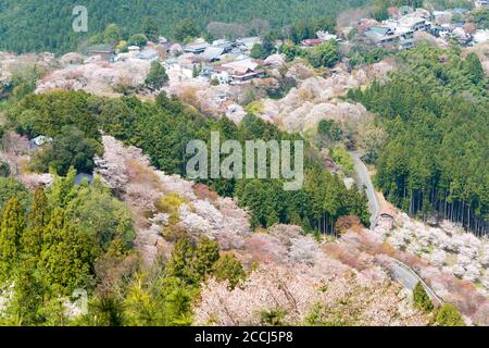 Nara, Japan - Cherry blossoms at Kamisenbon area in Mount Yoshino, Nara, Japan. Mt Yoshino is part of UNESCO World Heritage Site. Stock Photo