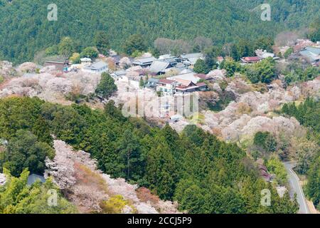 Nara, Japan - Cherry blossoms at Kamisenbon area in Mount Yoshino, Nara, Japan. Mt Yoshino is part of UNESCO World Heritage Site. Stock Photo