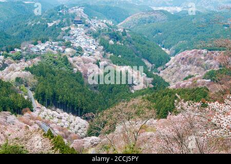 Nara, Japan - Cherry blossoms at Kamisenbon area in Mount Yoshino, Nara, Japan. Mt Yoshino is part of UNESCO World Heritage Site. Stock Photo