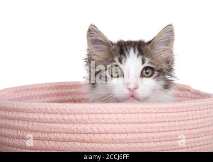 Adorable long haired grey and white tabby kitten peaking out of a pink yarn woven basket, looking at viewer. Isolated on white.