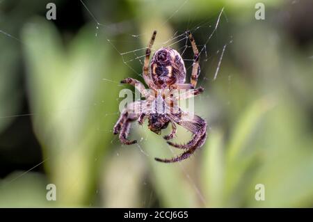 little spider in the green nature season garden Stock Photo