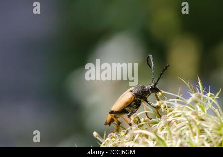 Portrait of a Red-brown Longhorn Beetle sitting on a wild carrot flower