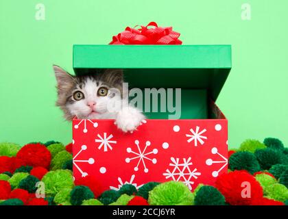 Close up of a gray and white tabby kitten peaking out of a Christmas box, surrounded by red and green Christmas colored yarn balls, looking at viewer.