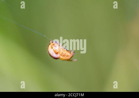 little spider in the green nature season garden Stock Photo