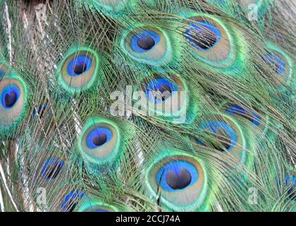 male  peacock tail feathers from behind and above as feathers down and closed. Peacocks are famous for their beautiful plumage. Stock Photo