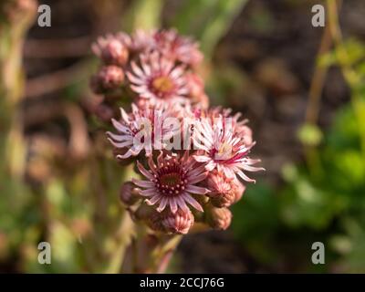 Fat plant with flowers at sunrise Stock Photo