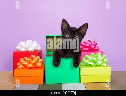 Adorable black kitten peaking out of a colorful birthday present surrounded by boxes with bows on an antique slated wood floor, multi colored and text Stock Photo