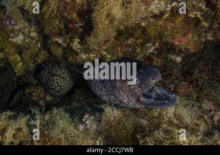 Mediterranean Moray, Muraena helena, Mureneidae, Tor Paterno Marine Protected Area, Rome,  Lazio, Italy, Mediterranean Sea Stock Photo