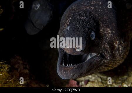 Mediterranean Moray, Muraena helena, Mureneidae, Tor Paterno Marine Protected Area, Rome,  Lazio, Italy, Mediterranean Sea Stock Photo