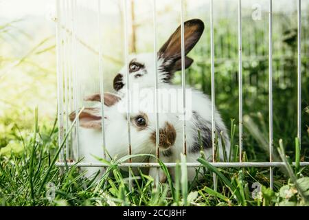 Little bunnies are sitting in an outdoor compound. Green grass, spring time. Stock Photo