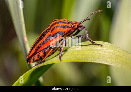 red black striped bug on blade of grass Stock Photo